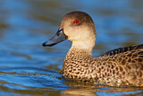 Image. Grey Teal