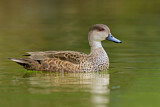 Image. Grey Teal