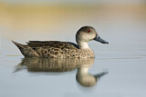 Image. Grey Teal