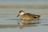 Image. Grey Teal