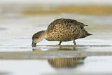 Image. Grey Teal