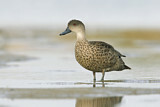 Image. Grey Teal