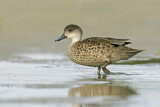 Image. Grey Teal