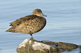 Image. Grey Teal