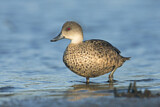 Image. Grey Teal