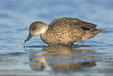 Image. Grey Teal