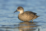 Image. Grey Teal