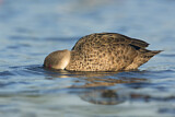 Image. Grey Teal