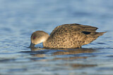 Image. Grey Teal