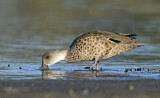 Image. Grey Teal