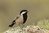 Image. Grey Tit