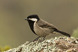 Image. Grey Tit