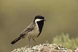 Image. Grey Tit
