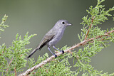 Image. Grey Vireo
