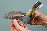 Image. Grey Wagtail