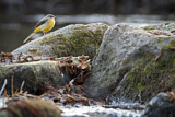 Image. Grey Wagtail