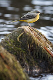Image. Grey Wagtail