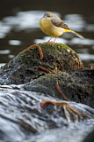 Image. Grey Wagtail