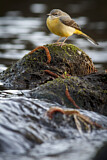 Image. Grey Wagtail