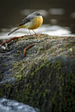 Image. Grey Wagtail