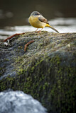Image. Grey Wagtail