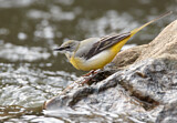 Image. Grey Wagtail
