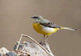 Image. Grey Wagtail