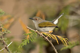 Image. Grey-backed Camaroptera