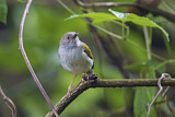 Image. Grey-backed Camaroptera