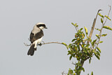 Image. Grey-backed Fiscal