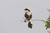 Image. Grey-backed Fiscal