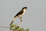 Image. Grey-backed Fiscal