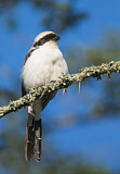 Image. Grey-backed Fiscal