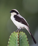 Image. Grey-backed Fiscal