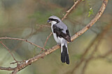 Image. Grey-backed Fiscal