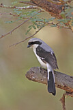 Image. Grey-backed Fiscal