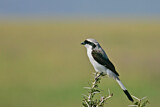 Image. Grey-backed Fiscal