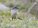 Image. Grey-backed Shrike
