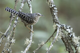 Image. Grey-barred Wren