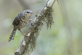 Image. Grey-barred Wren
