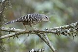 Image. Grey-barred Wren