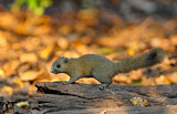 Image. Grey-bellied Squirrel