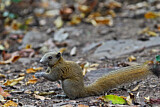 Image. Grey-bellied Squirrel