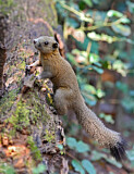 Image. Grey-bellied Squirrel
