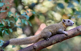 Image. Grey-bellied Squirrel