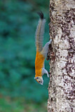 Image. Grey-bellied Squirrel