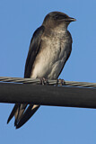 Image. Grey-breasted Martin