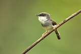 Image. Grey-breasted Prinia