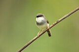 Image. Grey-breasted Prinia