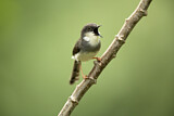 Image. Grey-breasted Prinia